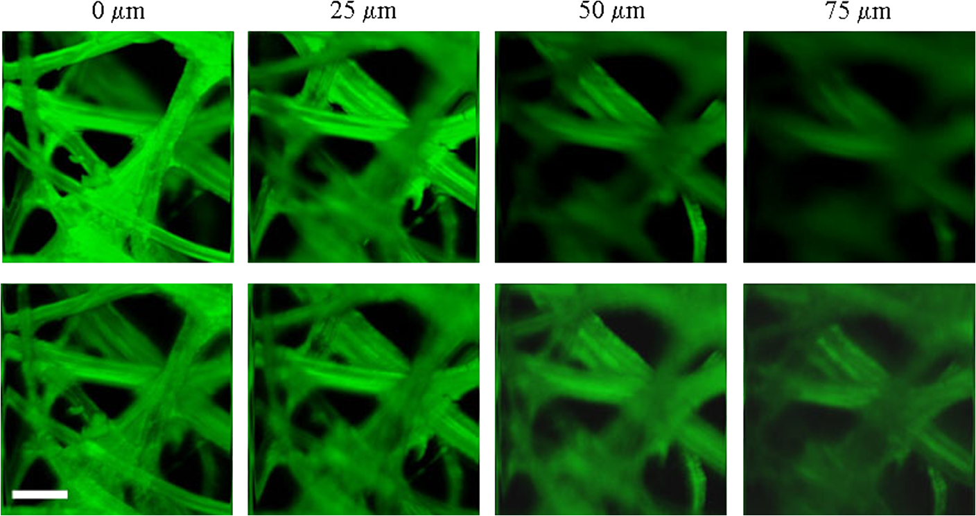 Multiphoton Imaging Microscopy At Deeper Layers With Adaptive Optics