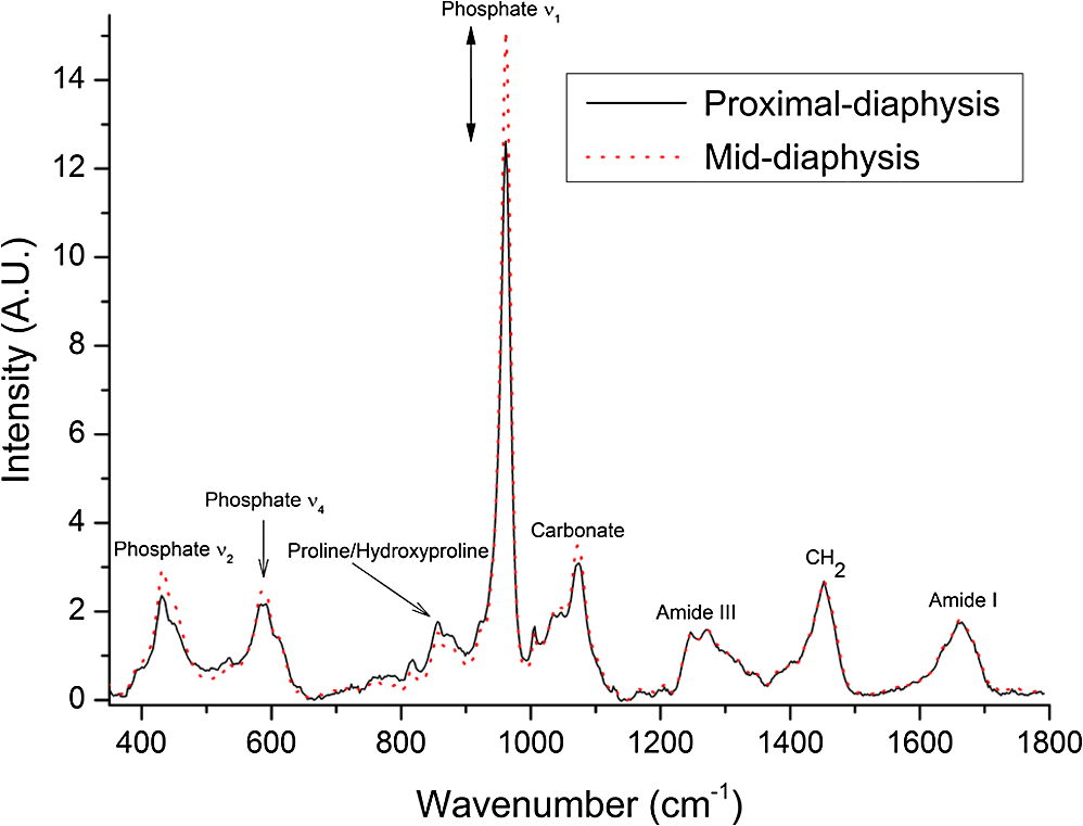 functional adaptation of long bone extremities involves the