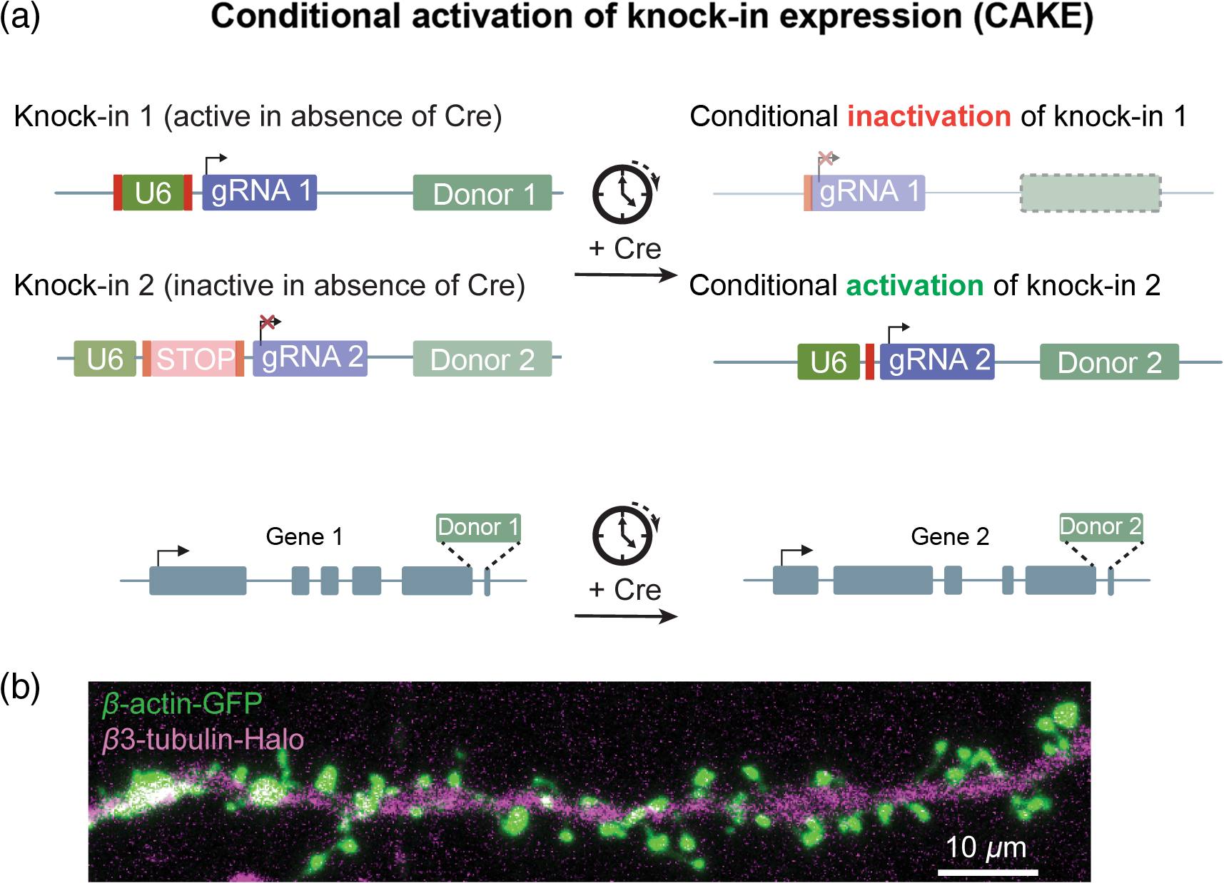 Recent Advances And Challenges In The Use Of Crispr Cas Genome Editing