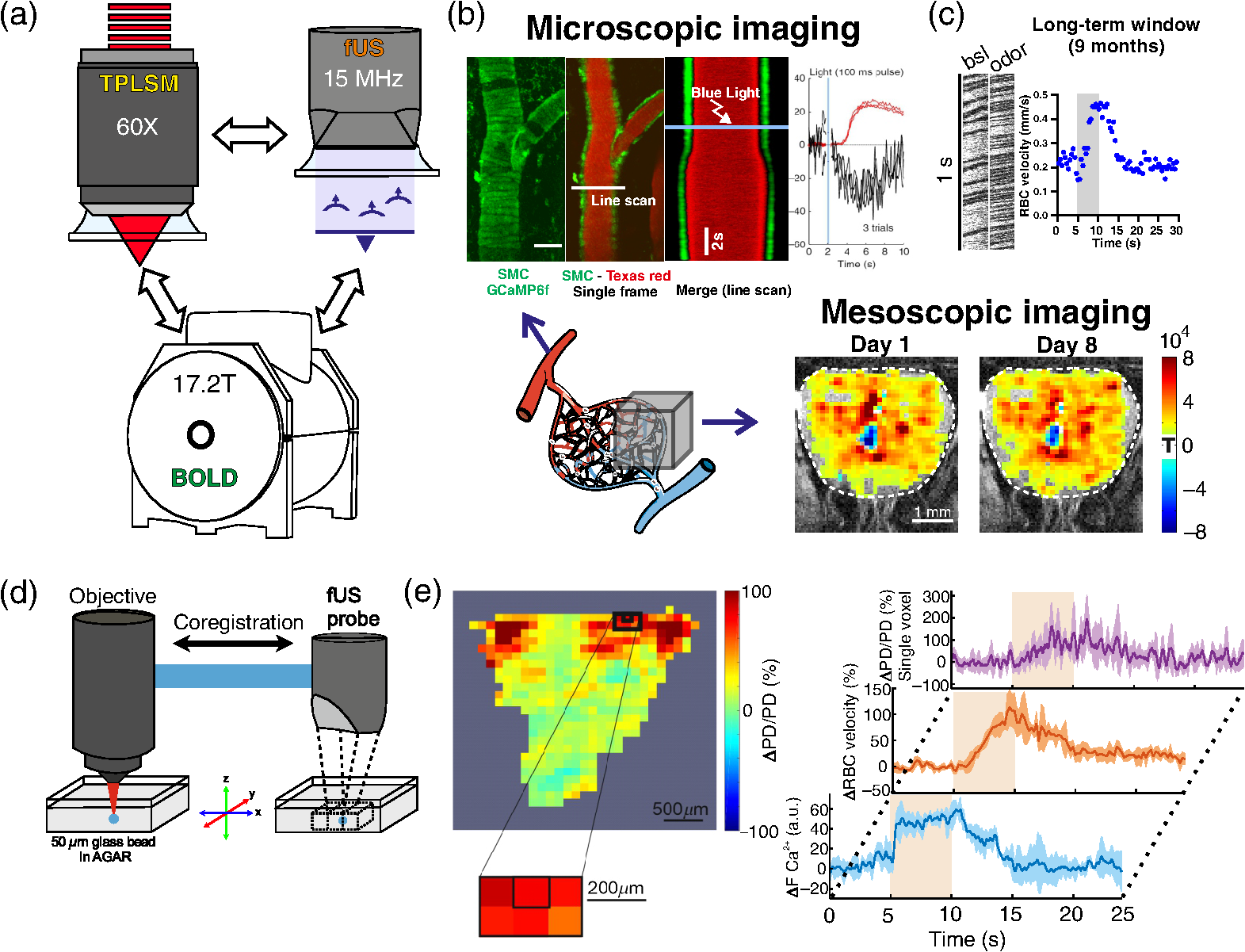 Cranial Window For Longitudinal And Multimodal Imaging Of The Whole