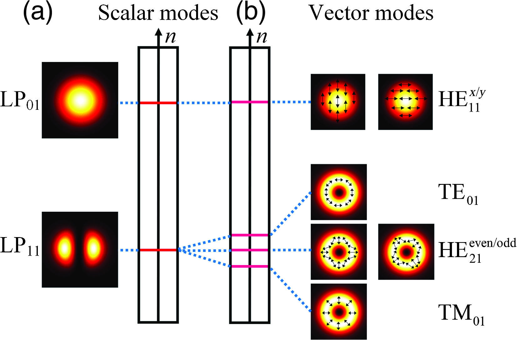 Generation Of Polarization And Phase Singular Beams In Fibers And Fiber ...