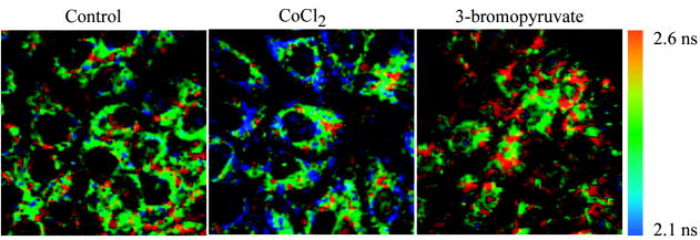 In-vivo validation imaging of a hamster cheek pouch: (A) fluorescence