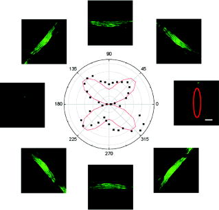 Quantification Of The Second Order Nonlinear Susceptibility Of Collagen I Using A Laser Scanning Microscope