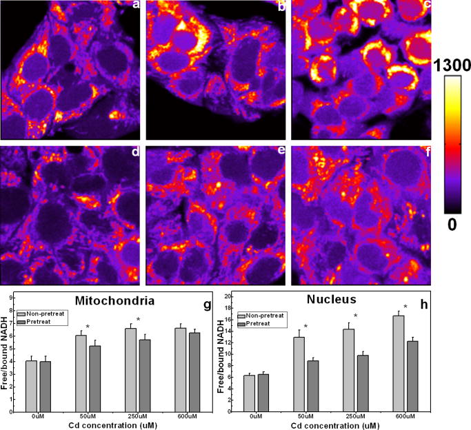 Study Of Cadmium-induced Cytotoxicity Using Two-photon Excitation ...