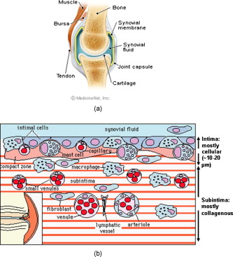 Imaging of normal and pathologic joint synovium using nonlinear optical ...