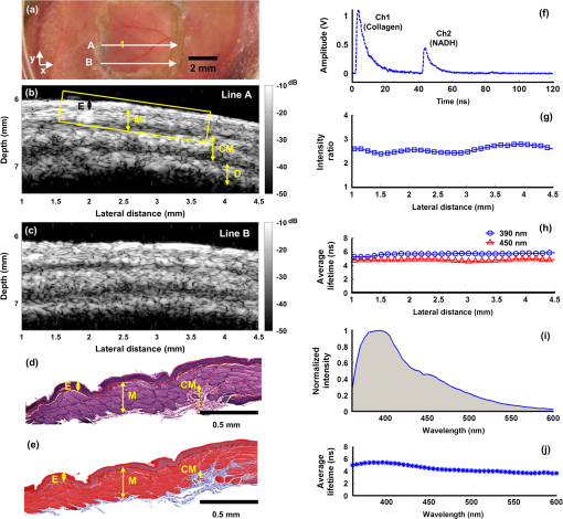 In-vivo validation imaging of a hamster cheek pouch: (A) fluorescence