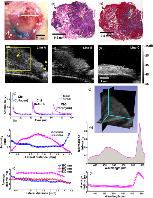 In-vivo validation imaging of a hamster cheek pouch: (A) fluorescence