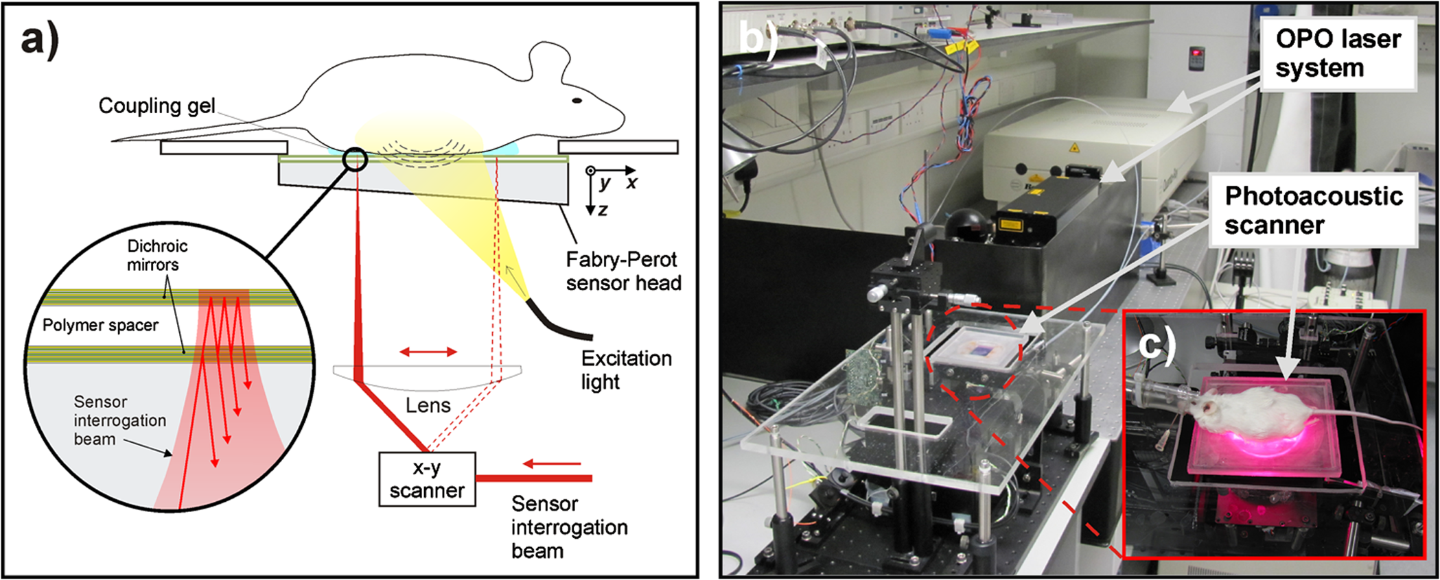 In vivo photoacoustic imaging of mouse embryos