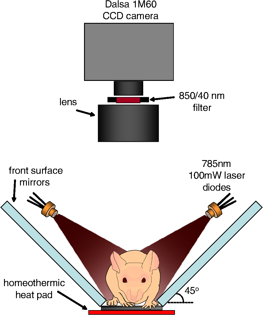 Dynamic contrast-enhanced optical imaging of in vivo organ function