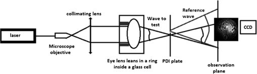 Lens aberrations and their relationship with lens sutures for species ...