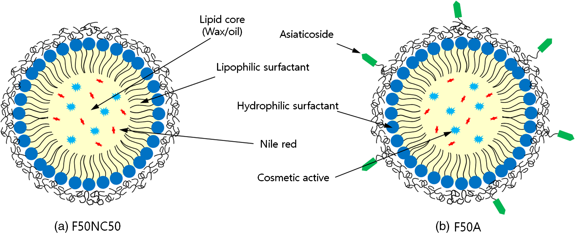 Evaluation Of Transdermal Delivery Of Nanoemulsions In Ex Vivo Porcine ...