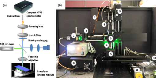 Single bacteria identification by Raman spectroscopy