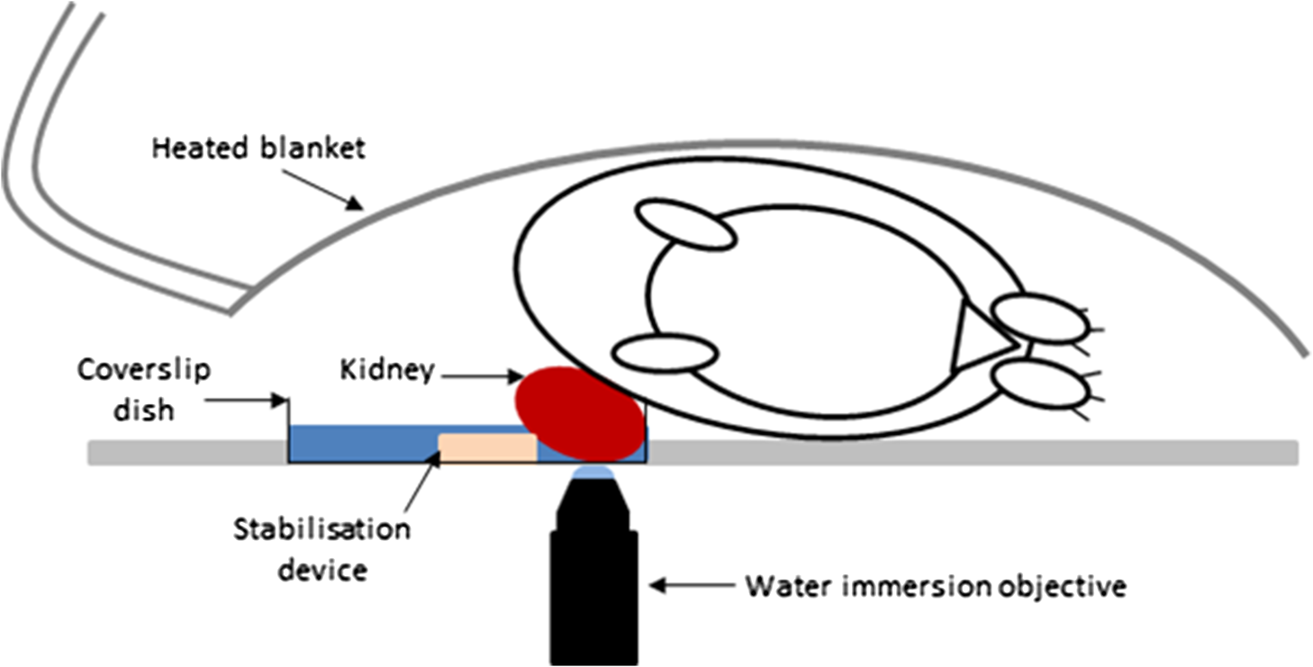 Multiphoton fluorescence microscopy of the live kidney in health and ...