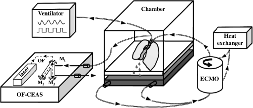 Real-time measurements of endogenous carbon monoxide production in ...