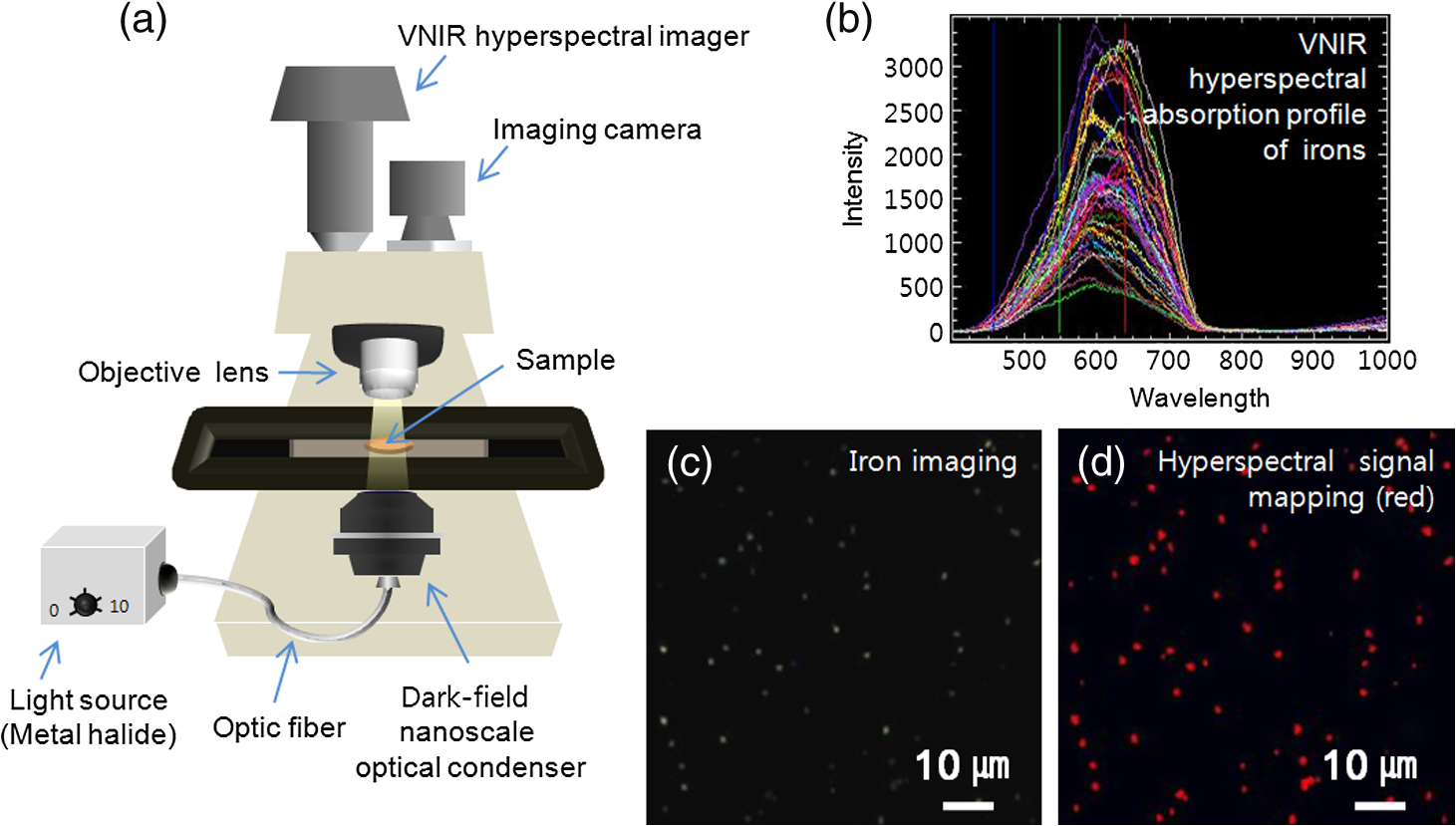 Hyperspectral fluorescence imaging for cellular iron mapping in the in ...