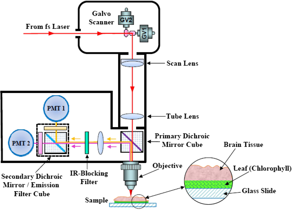 Deep two-photon microscopic imaging through brain tissue using the ...