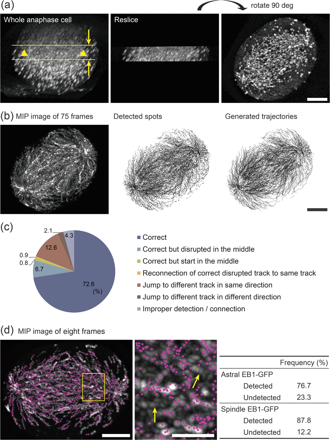 Three Dimensional Tracking Of Plus Tips By Lattice Light Sheet Microscopy Permits The Quantification Of Microtubule Growth Trajectories Within The Mitotic Apparatus