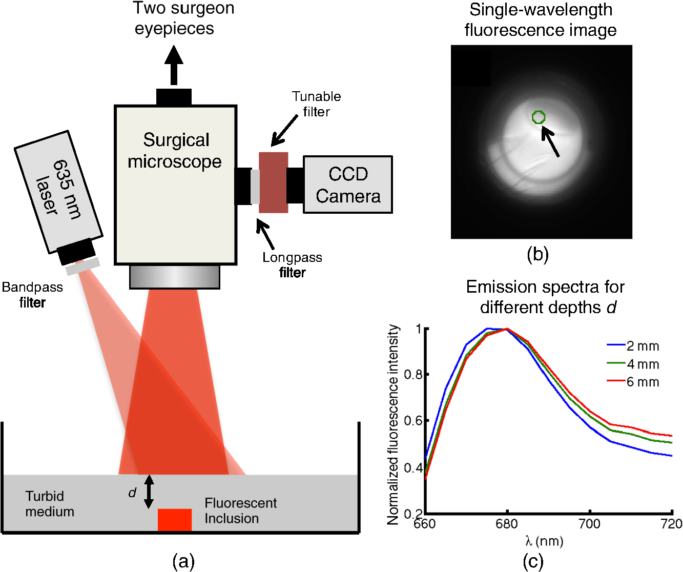 Macroscopic optical imaging technique for wide-field estimation of ...