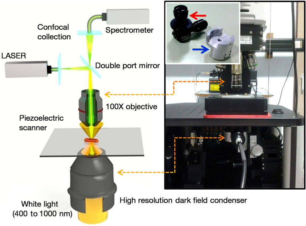 In vitro colocalization of plasmonic nano-biolabels and biomolecules ...