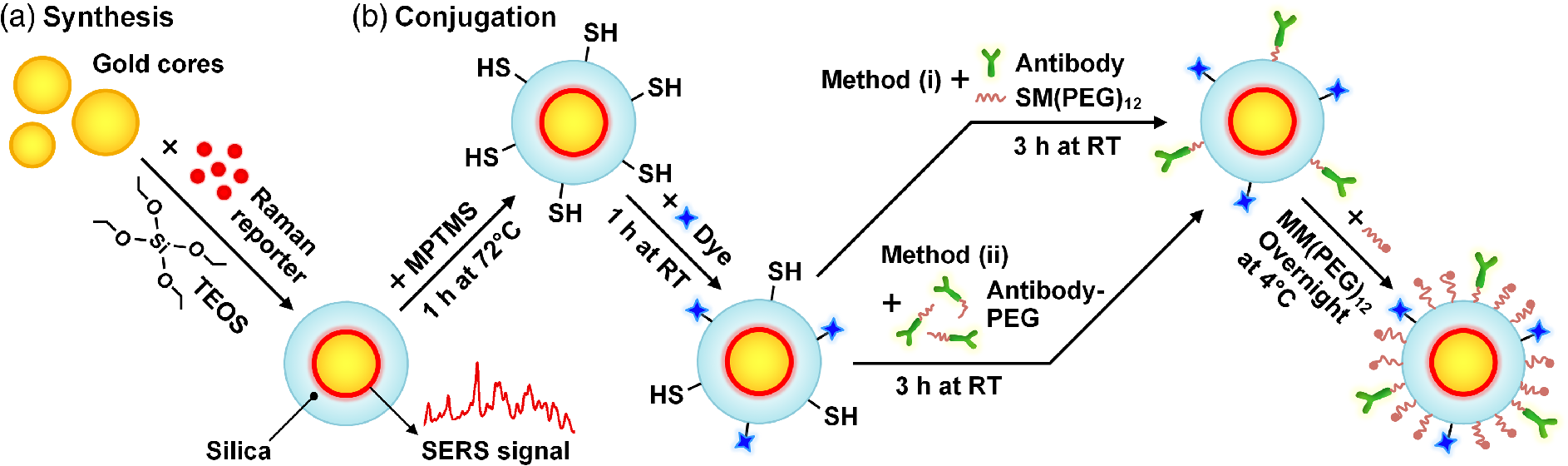 High Speed Raman Encoded Molecular Imaging Of Freshly Excised Tissue Surfaces With Topically Applied Serrs Nanoparticles