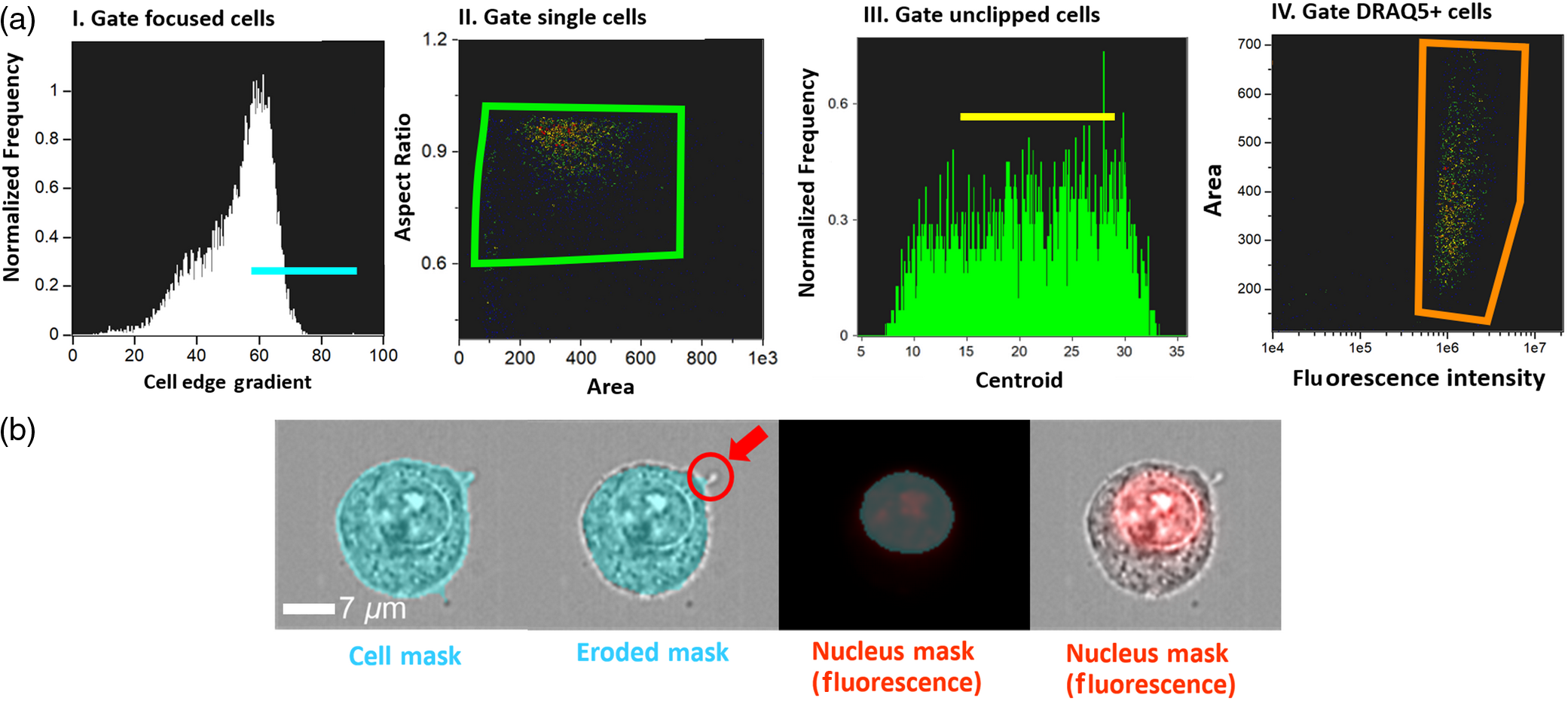 Determination Of Cell Nucleus To Cytoplasmic Ratio Using