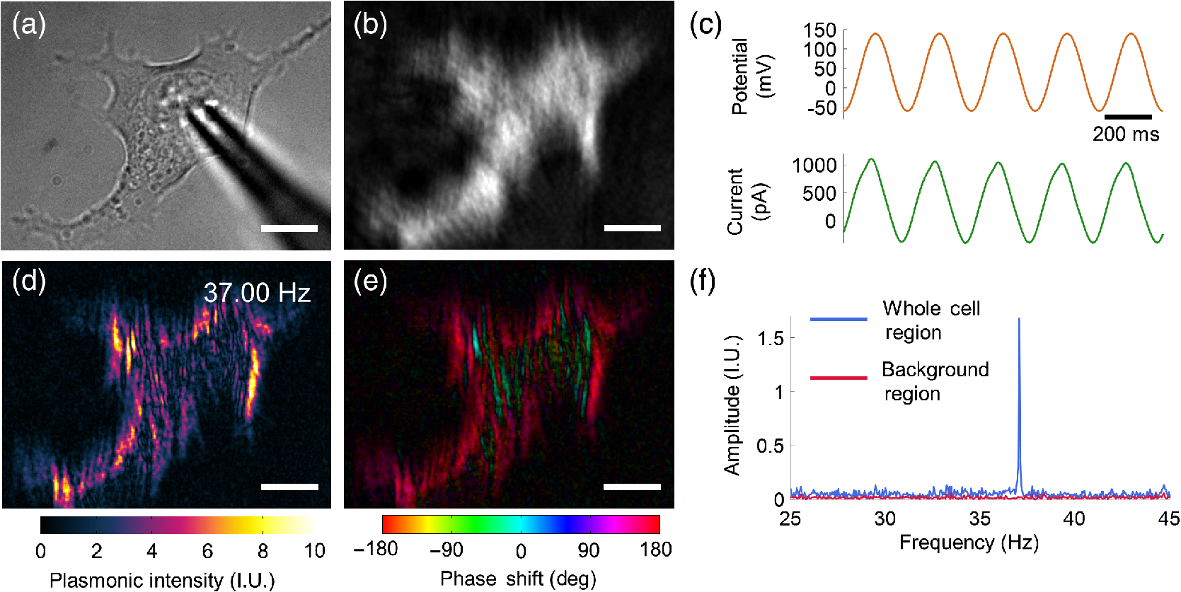 Plasmonic Imaging Of Subcellular Electromechanical Deformation In Mammalian Cells