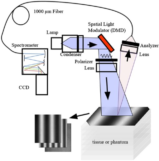 Recovery of layered tissue optical properties from spatial frequency ...