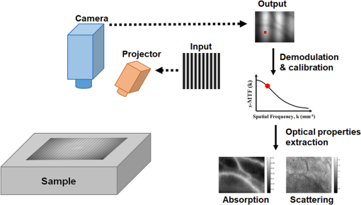 Spatial Frequency Domain Imaging In 19 Principles Applications And Perspectives