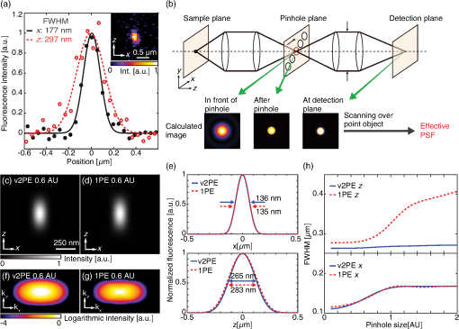 Visible-wavelength two-photon excitation microscopy with multifocus ...