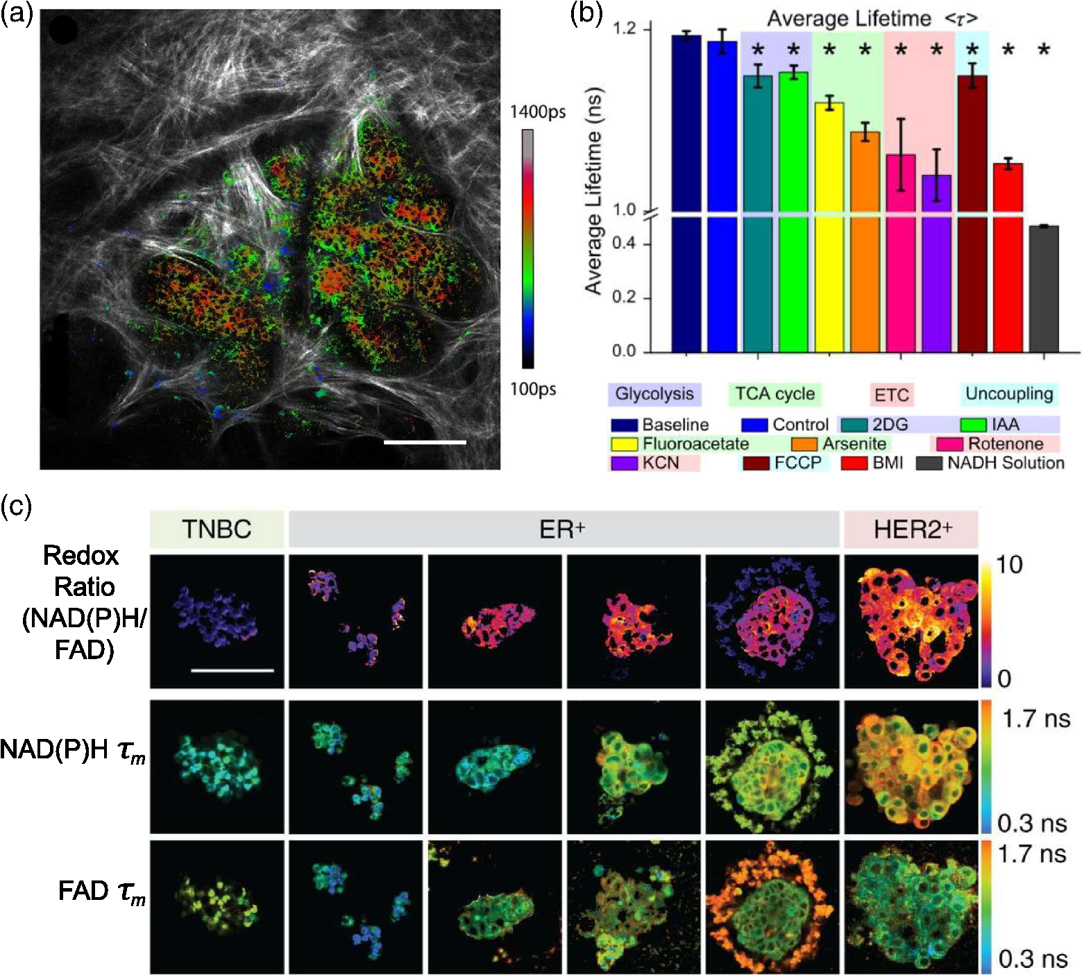 Fluorescence Lifetime Imaging Microscopy Fundamentals And Advances In