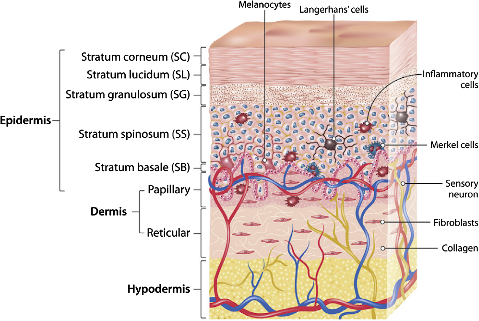 Terahertz radiation and the skin: a review