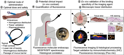 Standardization and implementation of fluorescence molecular endoscopy ...