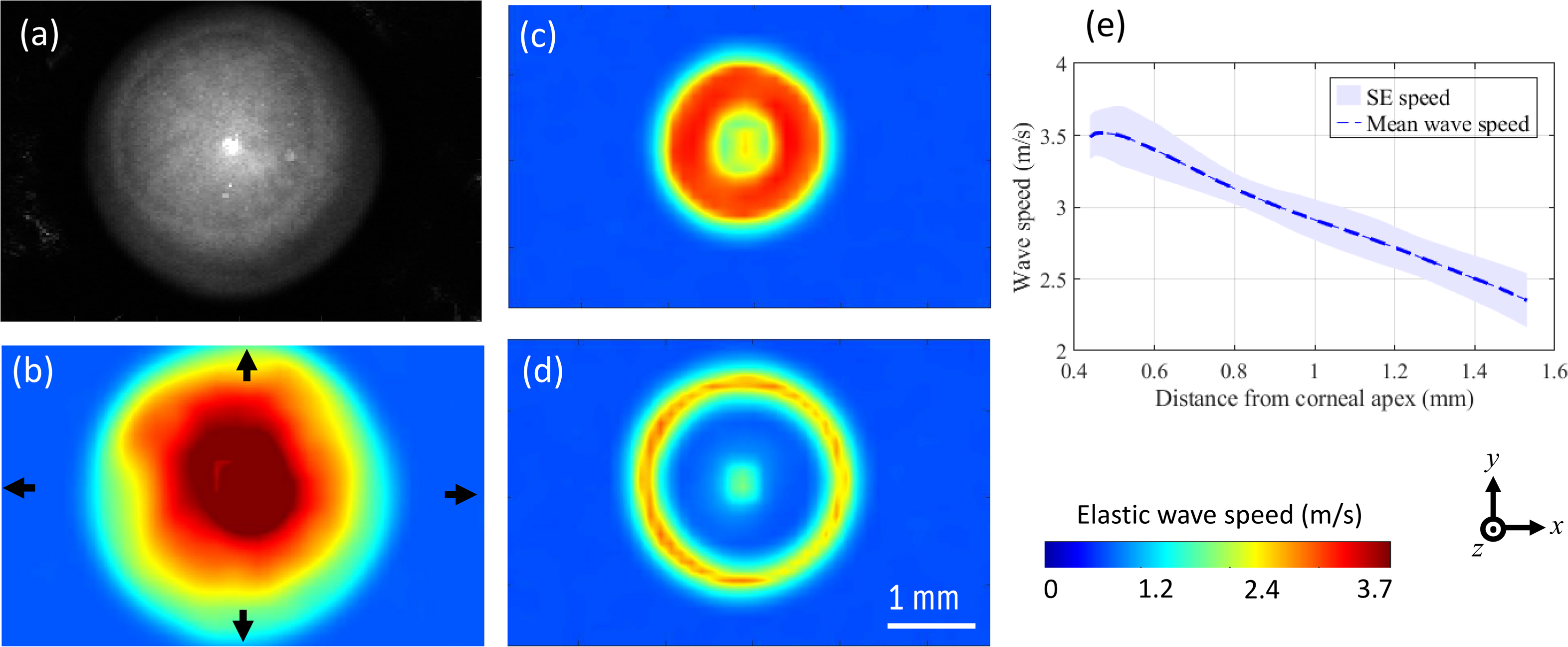 Multifocal acoustic radiation force-based reverberant optical coherence ...