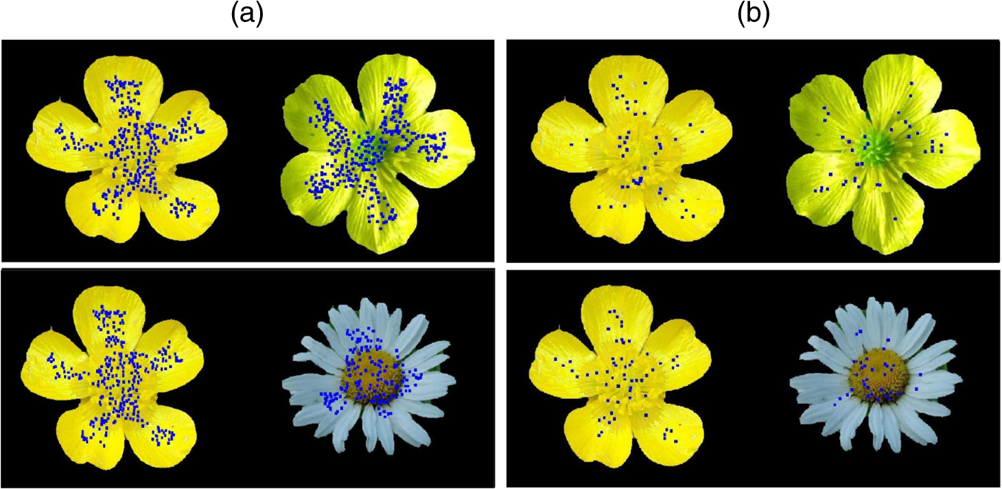 Adaptive Descriptor Based On The Geometric Consistency Of Local Image Features Application To Flower Image Classification