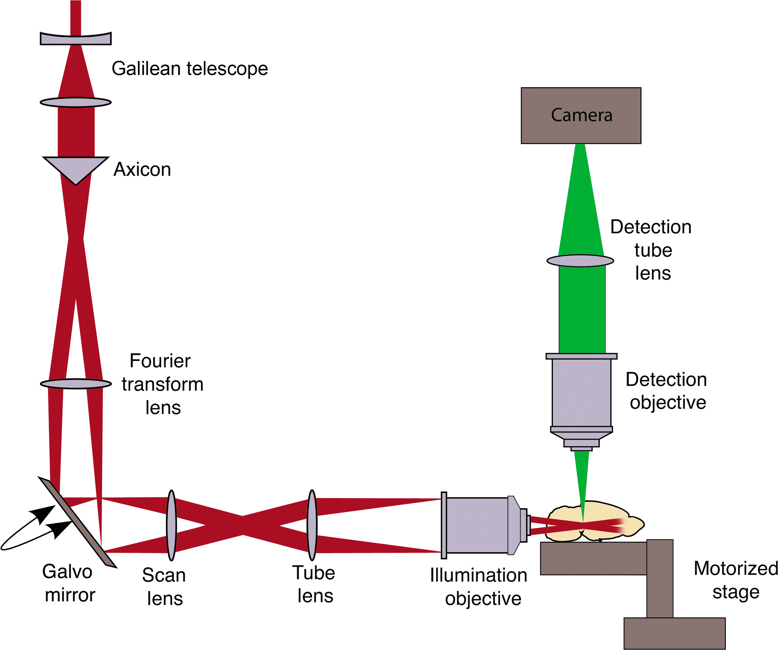 Millimetric scale two-photon Bessel-Gauss beam light sheet microscopy ...