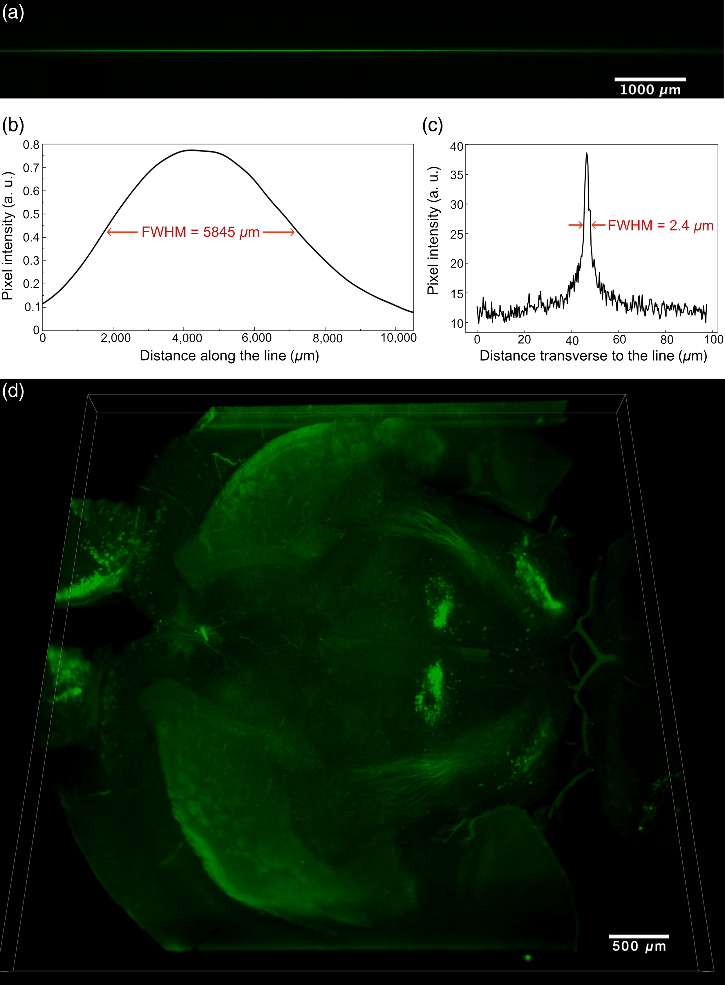 Millimetric scale two-photon Bessel-Gauss beam light sheet microscopy ...