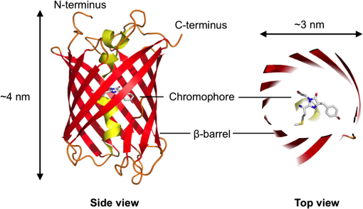 Red Fluorescent Proteins Rfps And Rfp Based Biosensors For Neuronal Imaging Applications 1150