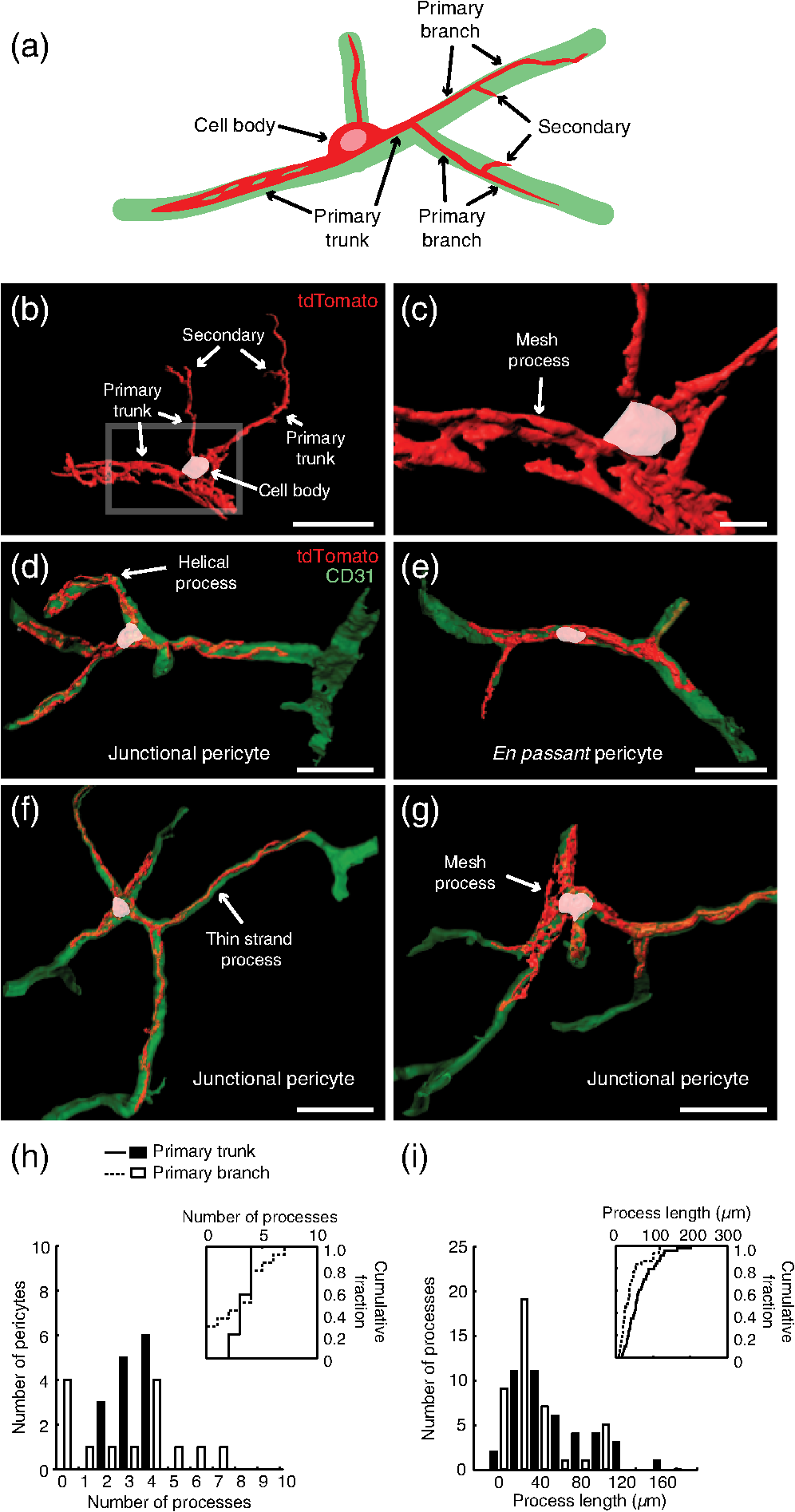 Pericyte Structure And Distribution In The Cerebral Cortex Revealed By High Resolution Imaging Of Transgenic Mice