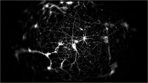 Bioluminescence Imaging In Live Cells And Animals