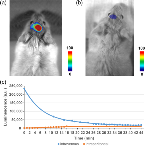 Bioluminescence Imaging In Live Cells And Animals