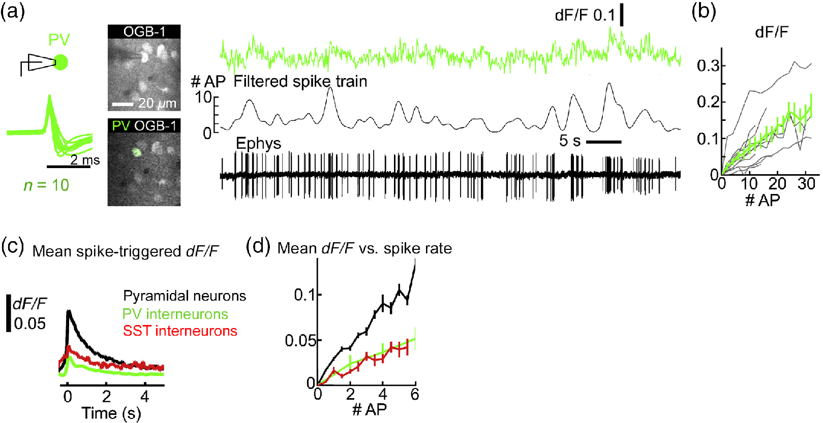 Interpreting In Vivo Calcium Signals From Neuronal Cell Bodies Axons And Dendrites A Review