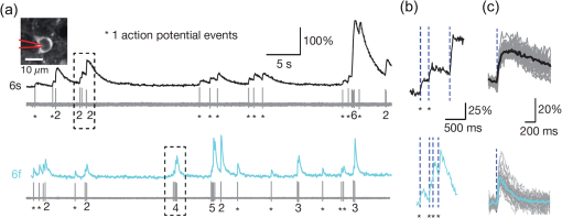 Interpreting In Vivo Calcium Signals From Neuronal Cell - 