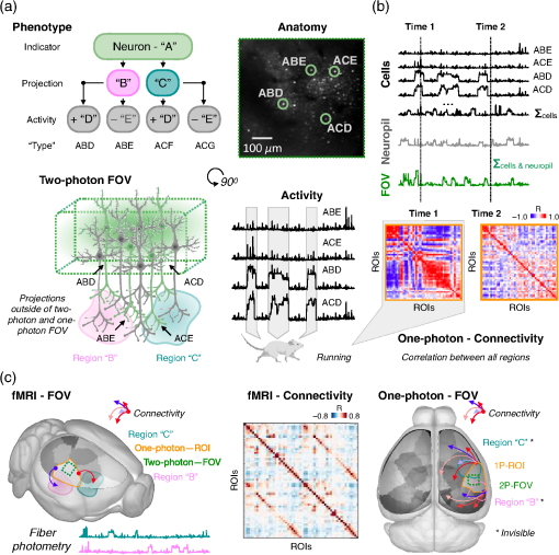 Building Bridges: Simultaneous Multimodal Neuroimaging Approaches For ...