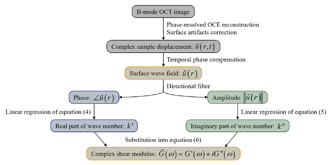 Model Independent Quantification Of Soft Tissue Viscoelasticity With Dynamic Optical Coherence Elastography