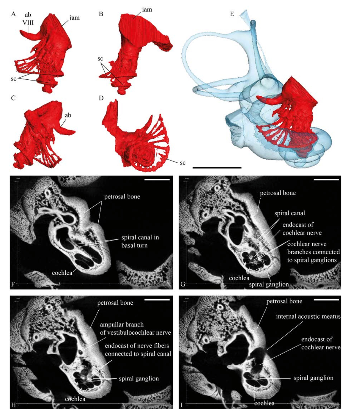 Innervation Of The Cow S Inner Ear Derived From Micro Computed Tomography