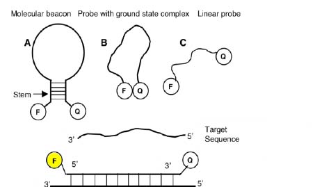 Near-infrared oligonucleotide duplex sensors for imaging rapidly ...