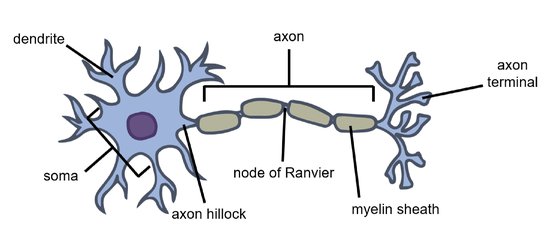 Axon Hillock Definition, Function & Location - Video & Lesson