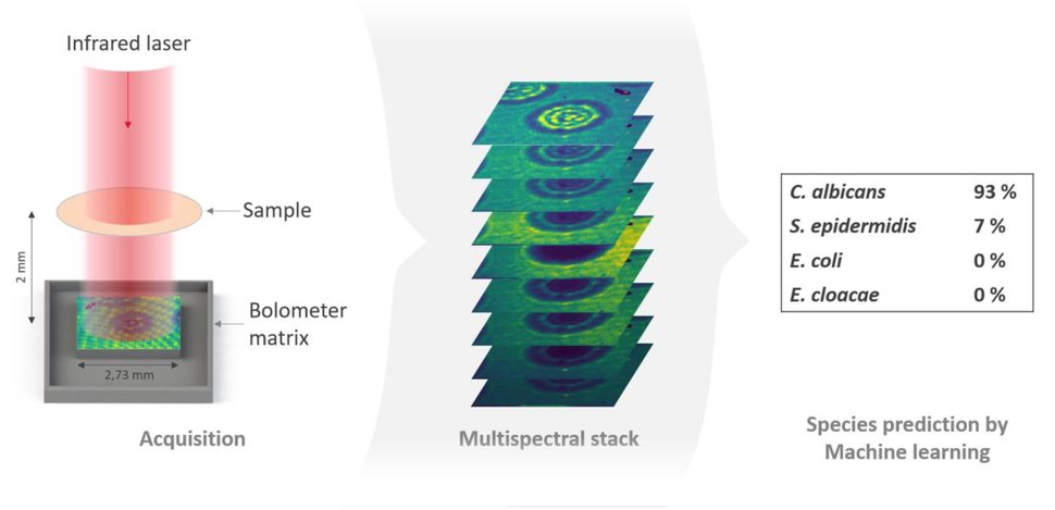 Mid Infrared Multispectral Lensless Imaging For Wide Field And Label Free Microbial Identification