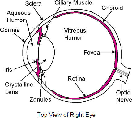 eyeball optic nerve