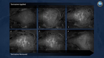 USNSF Transparent Mouse Guosong Hong et al. JBO Call For Papers on Advances in Molecular Imaging in Small Animals 